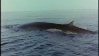 Jacques Cousteau Hippie Wiki Fandom