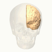 Anterior cingulate gyrus animation