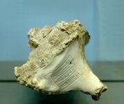Murex Rimush Louvre AO21404