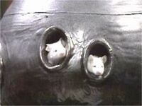 Frankie and Benjy Mouse