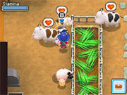 Cows