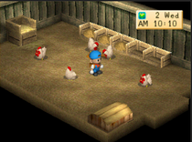 Chicken Coop