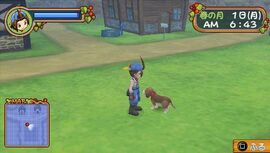 HoLV stray dog