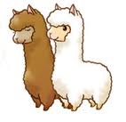 Alpaca