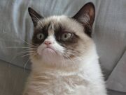 Grumpy-Cat1