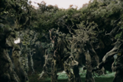 Many ents