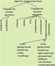 Систематика растений схема полная