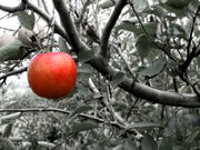Temptation