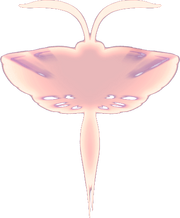 Seer dream