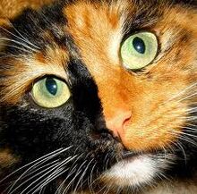 Images7
