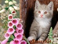 Daisykit