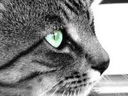 Thistleclaw