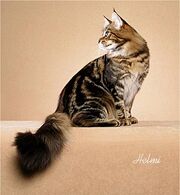Shredtail