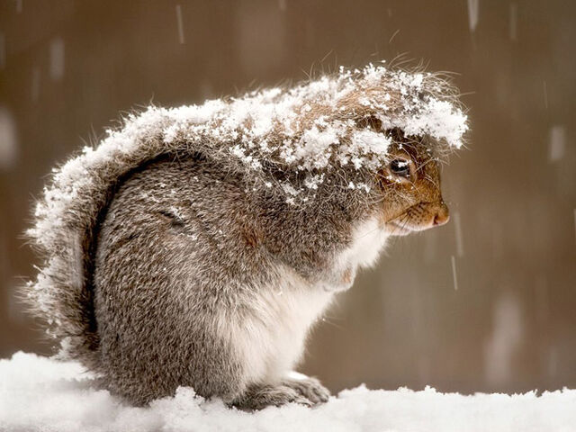 File:Im soooooooooo cold.jpg