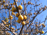 Allspice