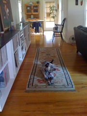 Magic Carpet Dazy