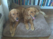 Two dogs, one bed