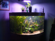 My tank today.