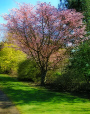 Spring tree
