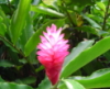 Ginger-flower-sm