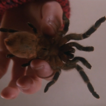 Tarantula Home Alone Wiki Fandom