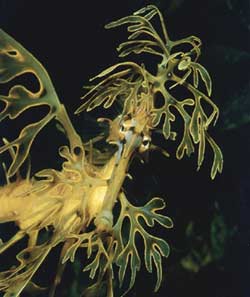 Sauleafyseadragon01