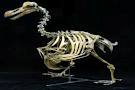 THis is actually a dodo bird fossil lol
