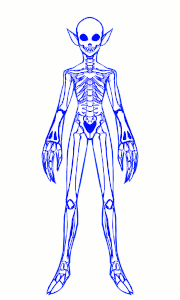 Shinobi anatomy