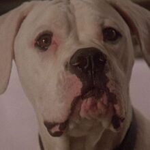 Chance Homeward Bound Wiki Fandom