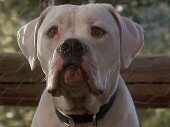 Chance Homeward Bound Wiki Fandom
