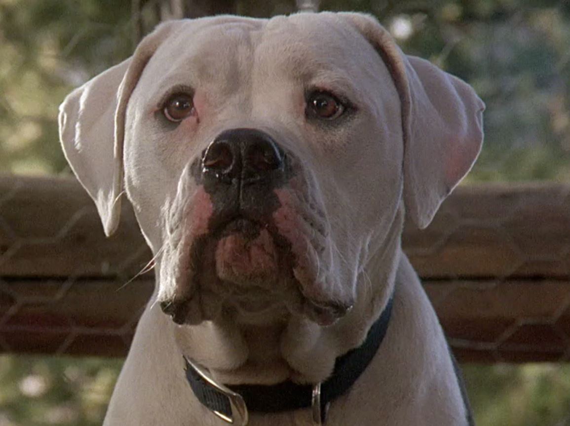 Chance | Homeward Bound Wiki | Fandom