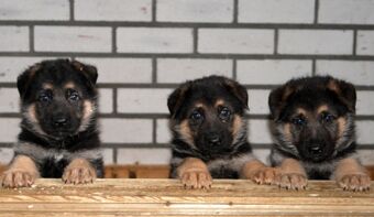 Wonderbaar Duitse herder | Honden wiki | Fandom JD-59