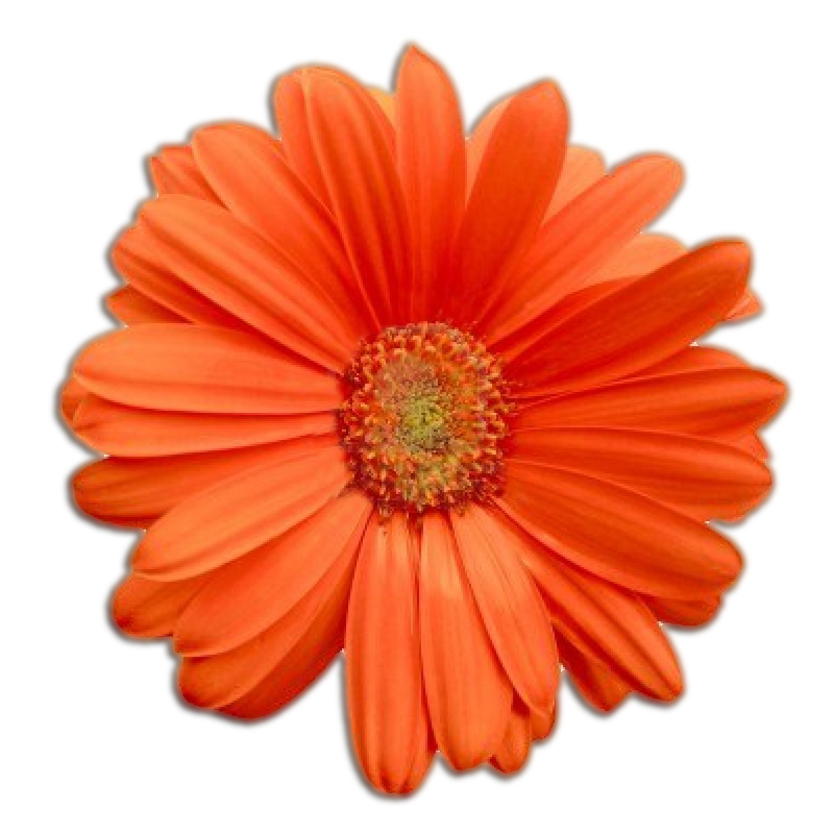 Image - Flower.png | HoneyWarriors Wiki | FANDOM powered by Wikia