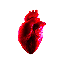 HEART-GIF-Animate