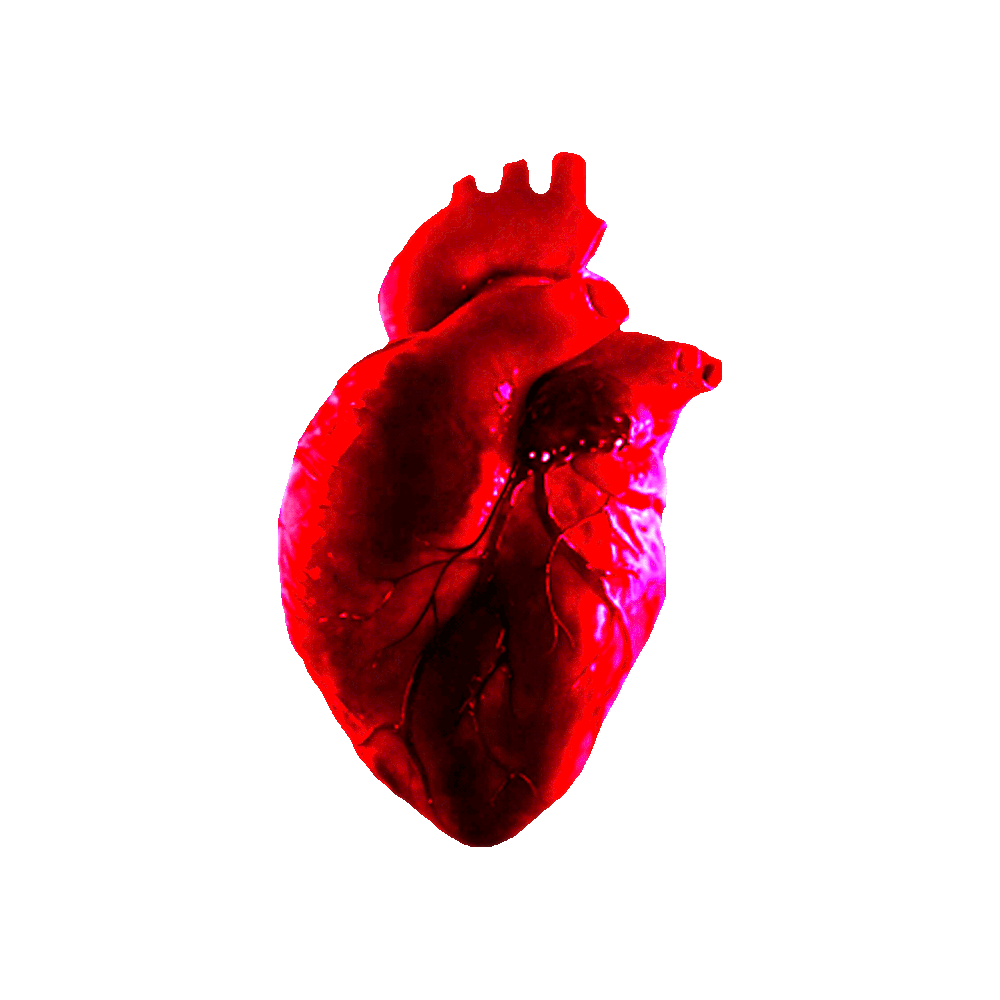 Найти живое сердце. Сердце человека без крови.