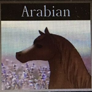 Arabian Horse World Wiki Fandom