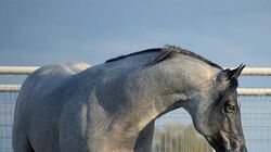 Horses Of The Dawn Wiki Fandom