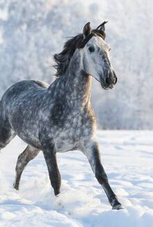 52153971-dapple-grey-spanish-horse-run-gallop-in-winter