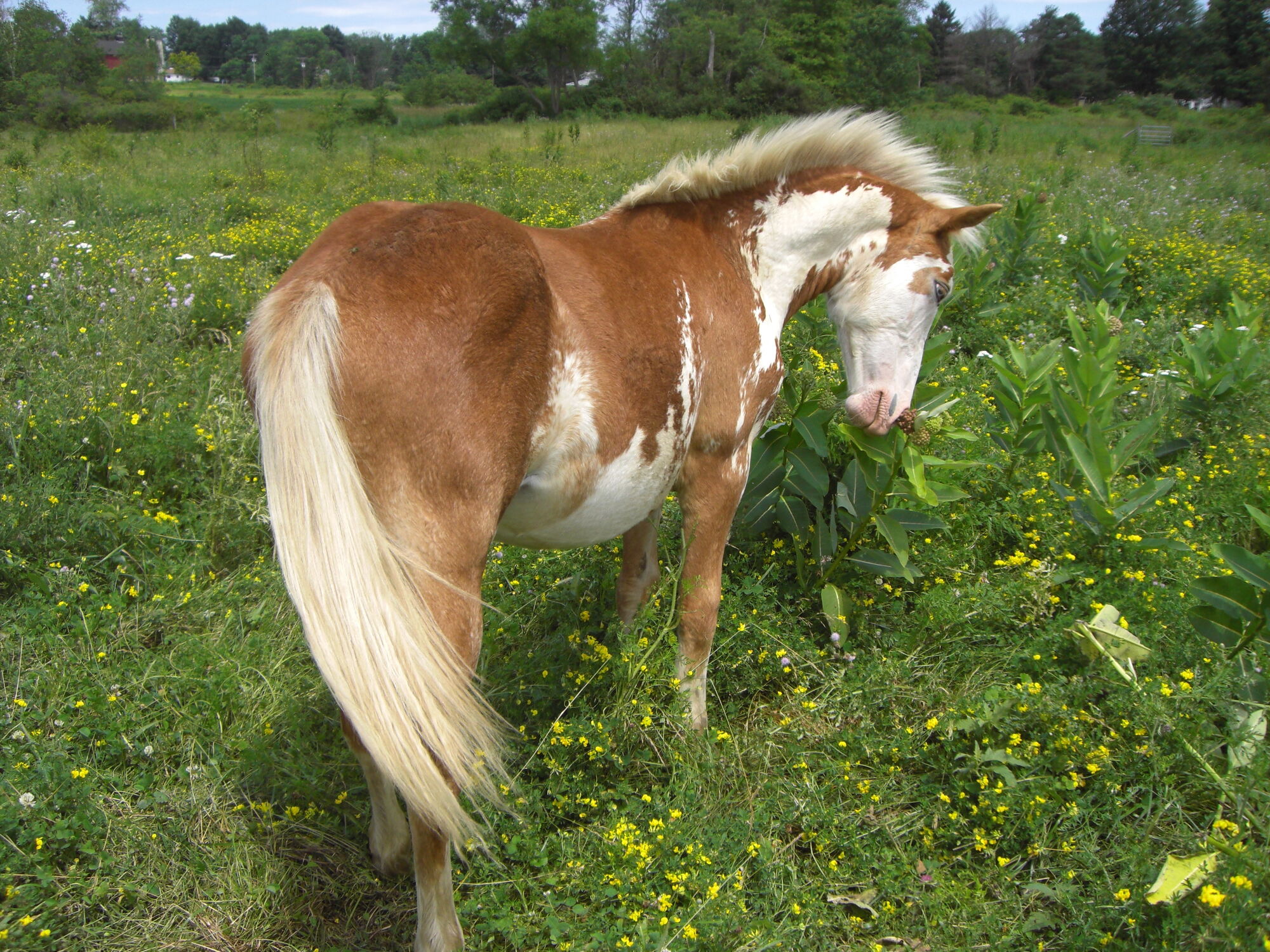 Overo WikiHorses FANDOM powered by Wikia