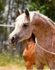 Fleabitten | WikiHorses | Fandom