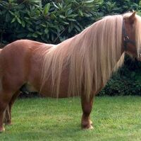 Shetland Pony Wikihorses Fandom
