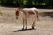 Image-1470858829