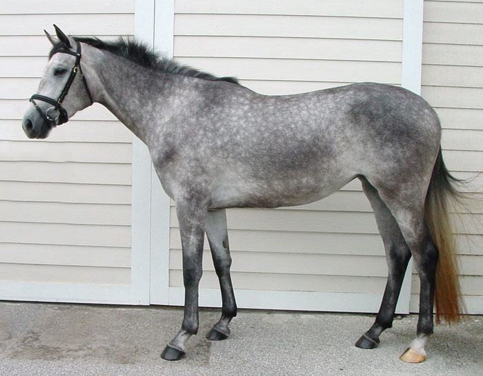 image dapple gray horse jpg wikihorses fandom powered by wikia