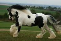 Blackandwhitegypsyvanner