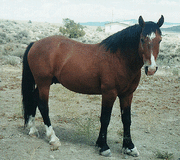 Mustang