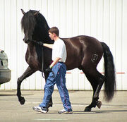 Spanish Andalusian