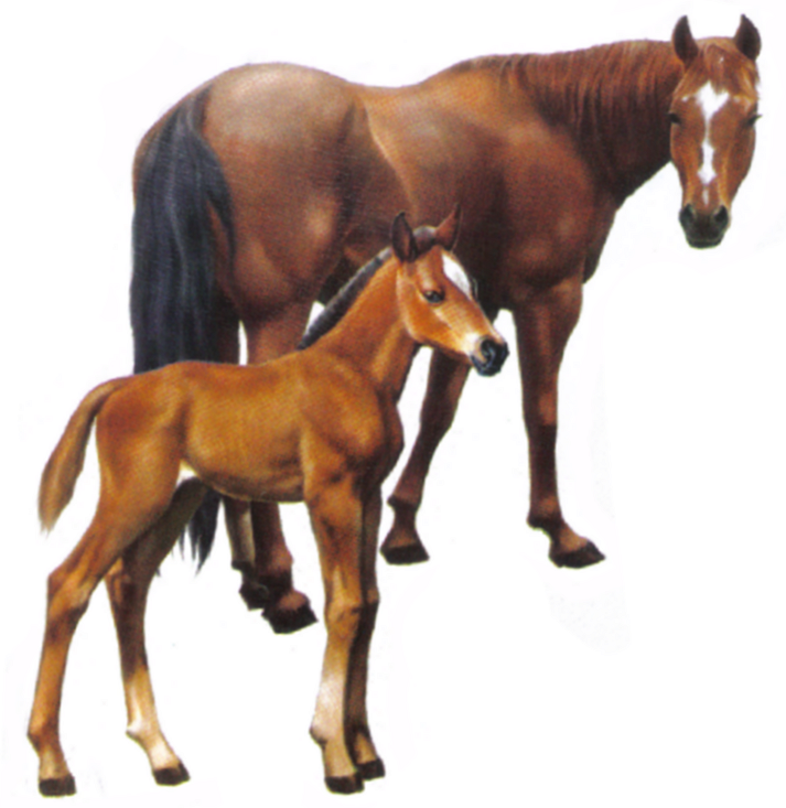 Image - Foal.png | WikiHorses | FANDOM powered by Wikia