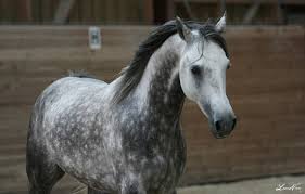 dapple gray wikihorses fandom powered by wikia