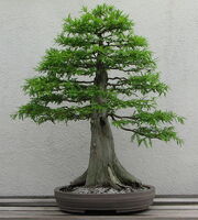 539px-Bald Cypress, 1987-2007