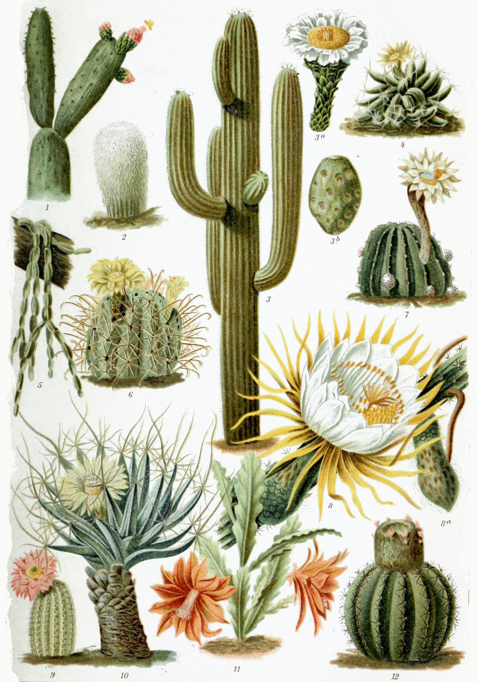 Cactus | Horticulture and Soil Science Wiki | FANDOM ...